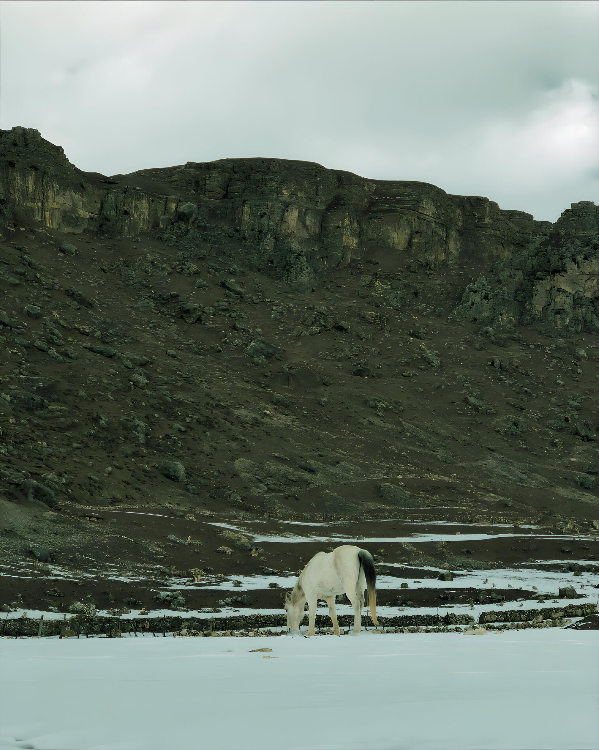 Untamed, a wild horse on the snowy plains near Guba, Azerbaijan